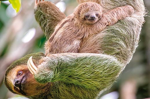 A three toed sloth with her baby
